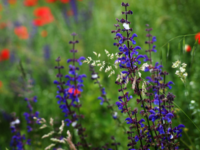 salvia