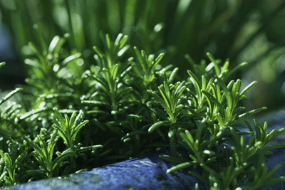 Rosemary over the wall.